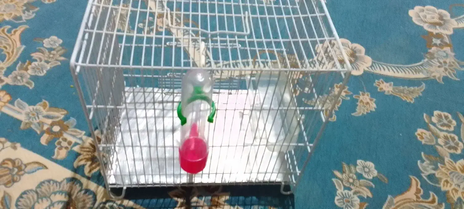 قفس غلامی|لوازم جانبی حیوانات|کوهدشت, |دیوار