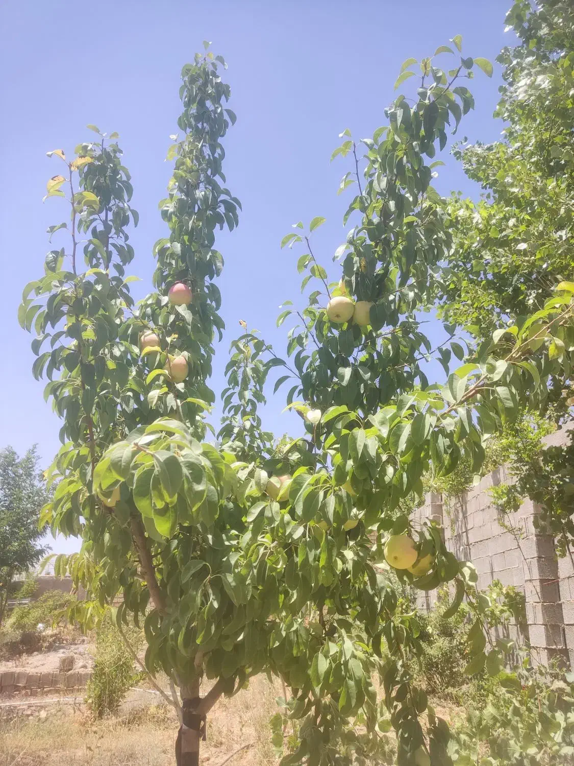 فروشنده واقعی  باغ شهری 750متری|فروش زمین و ملک کلنگی|شیراز, سجادیه|دیوار
