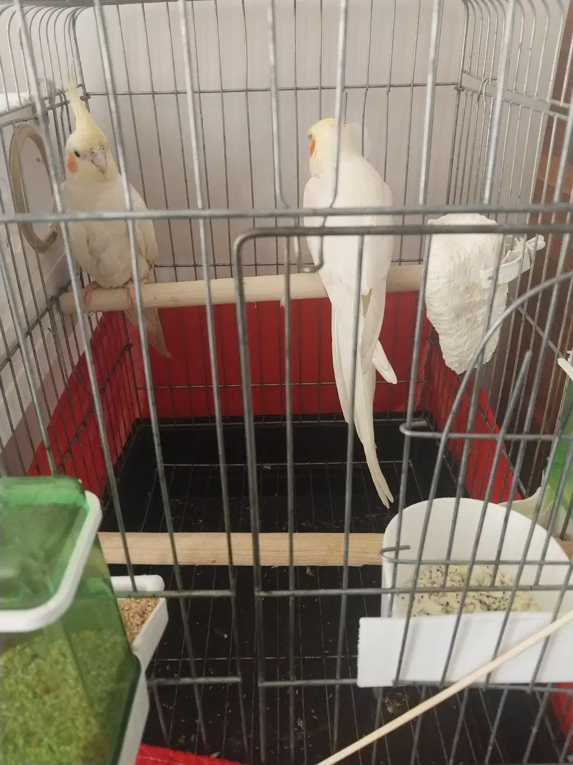 جفت لوتینو مولد با جوجه|پرنده|اسلامشهر, چیچکلو|دیوار