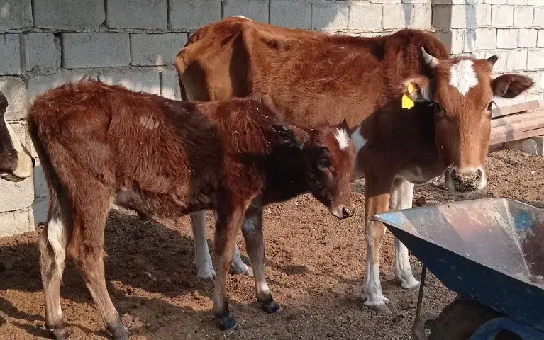 گاو. با  گوساله|حیوانات مزرعه|شادگان, |دیوار