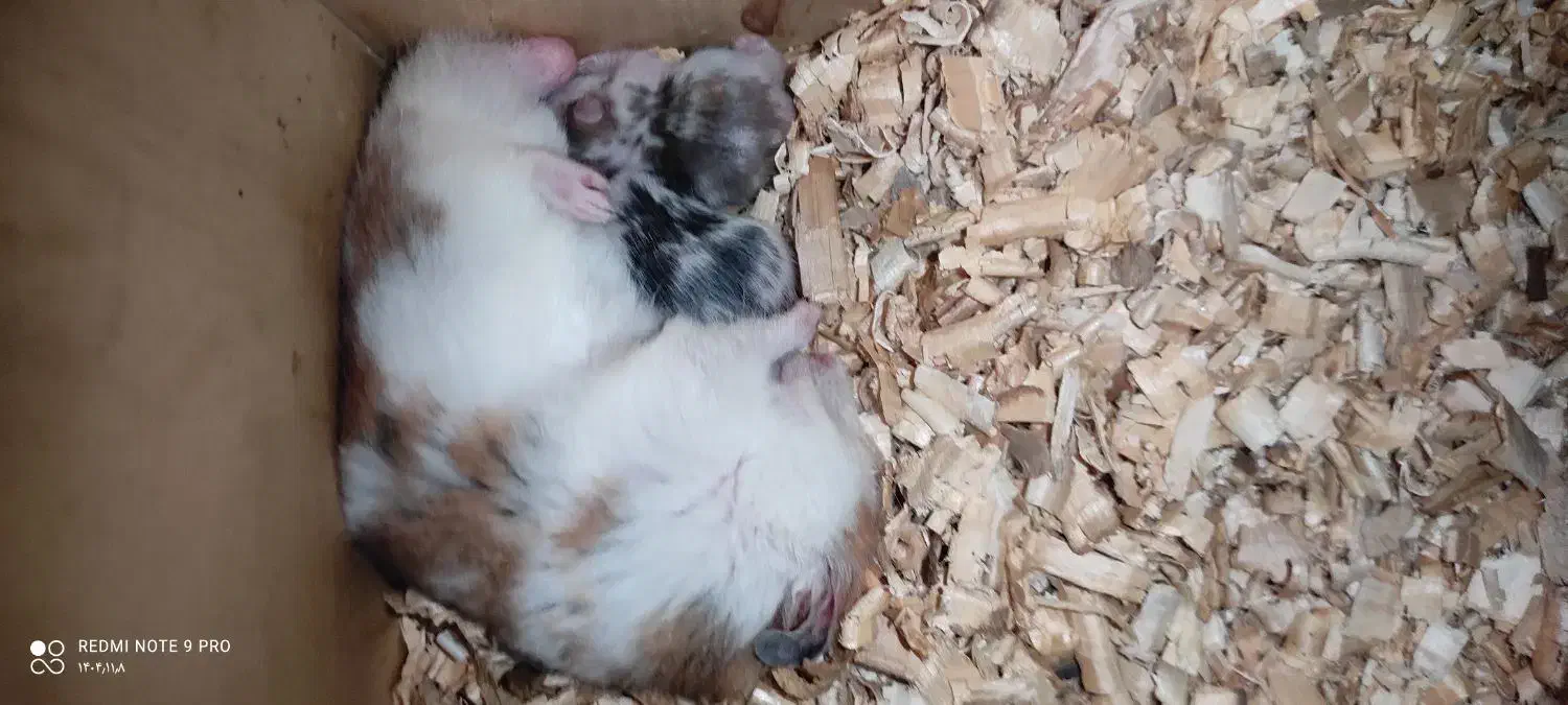 فروش|موش و خرگوش|ارومیه, |دیوار