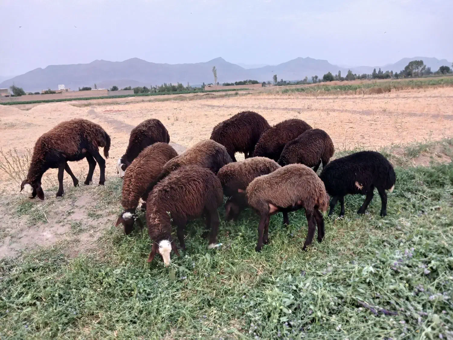 بره ، گوسفند|حیوانات مزرعه|قره چای, |دیوار