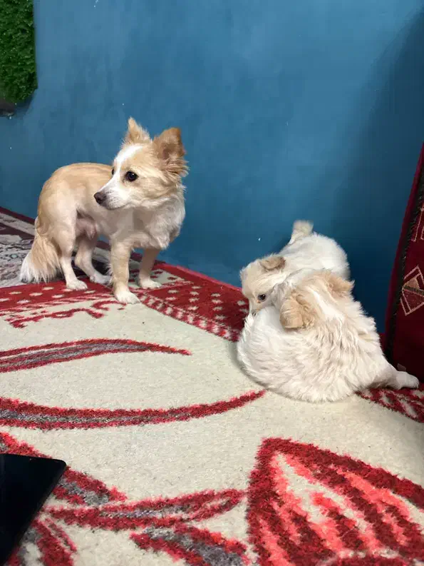 سه تا سگ|سگ|خرمآباد, |دیوار