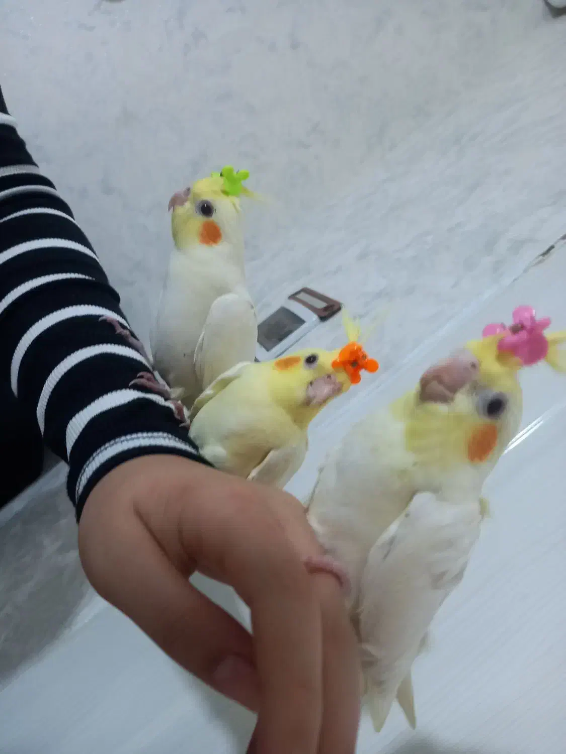 عروس هلندی|پرنده|پاکدشت, حصار امیر|دیوار