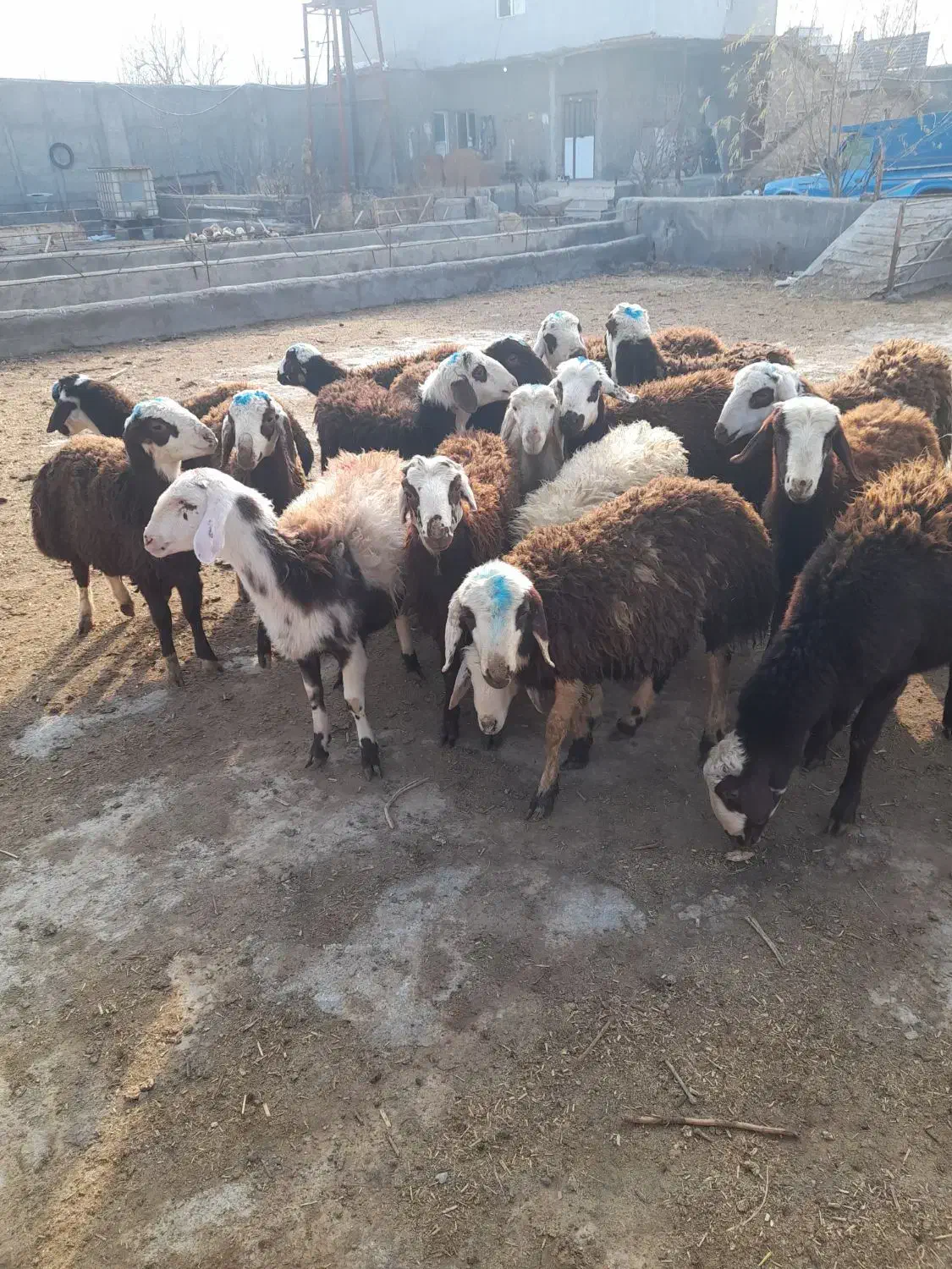 بره نر|حیوانات مزرعه|قره چای, |دیوار