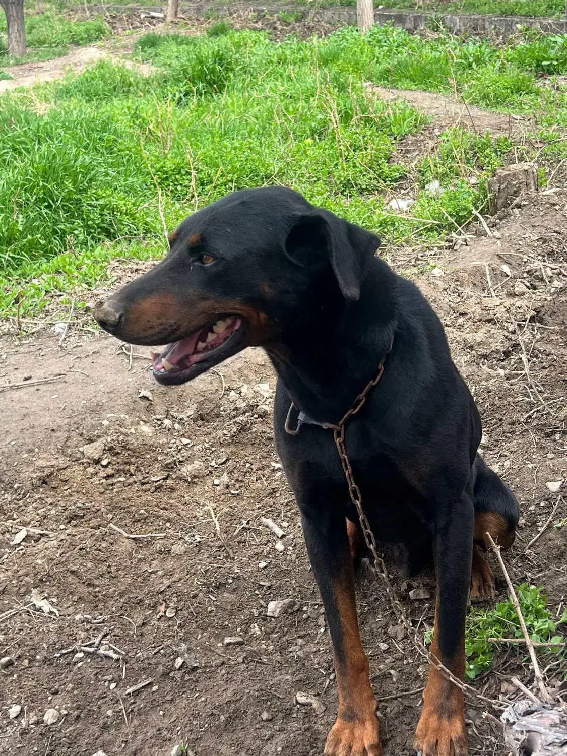 توله دوبرمن ۲ماهه اصیل|سگ|مشهد, جاهد شهر|دیوار