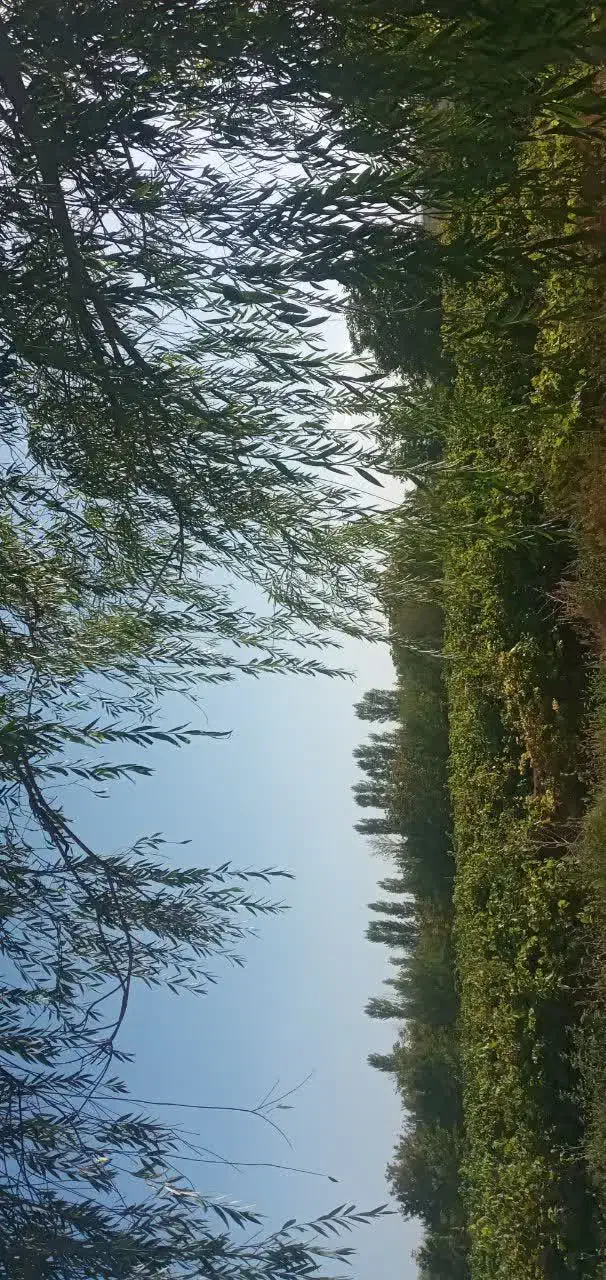 باغ سه هکتاری   نصف باغ انگور و نصف باغ میوه|فروش زمین و ملک کلنگی|باروق, |دیوار