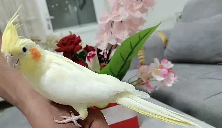 عروس هلندی ماده|پرنده|شاهین‌شهر, گرگاب|دیوار