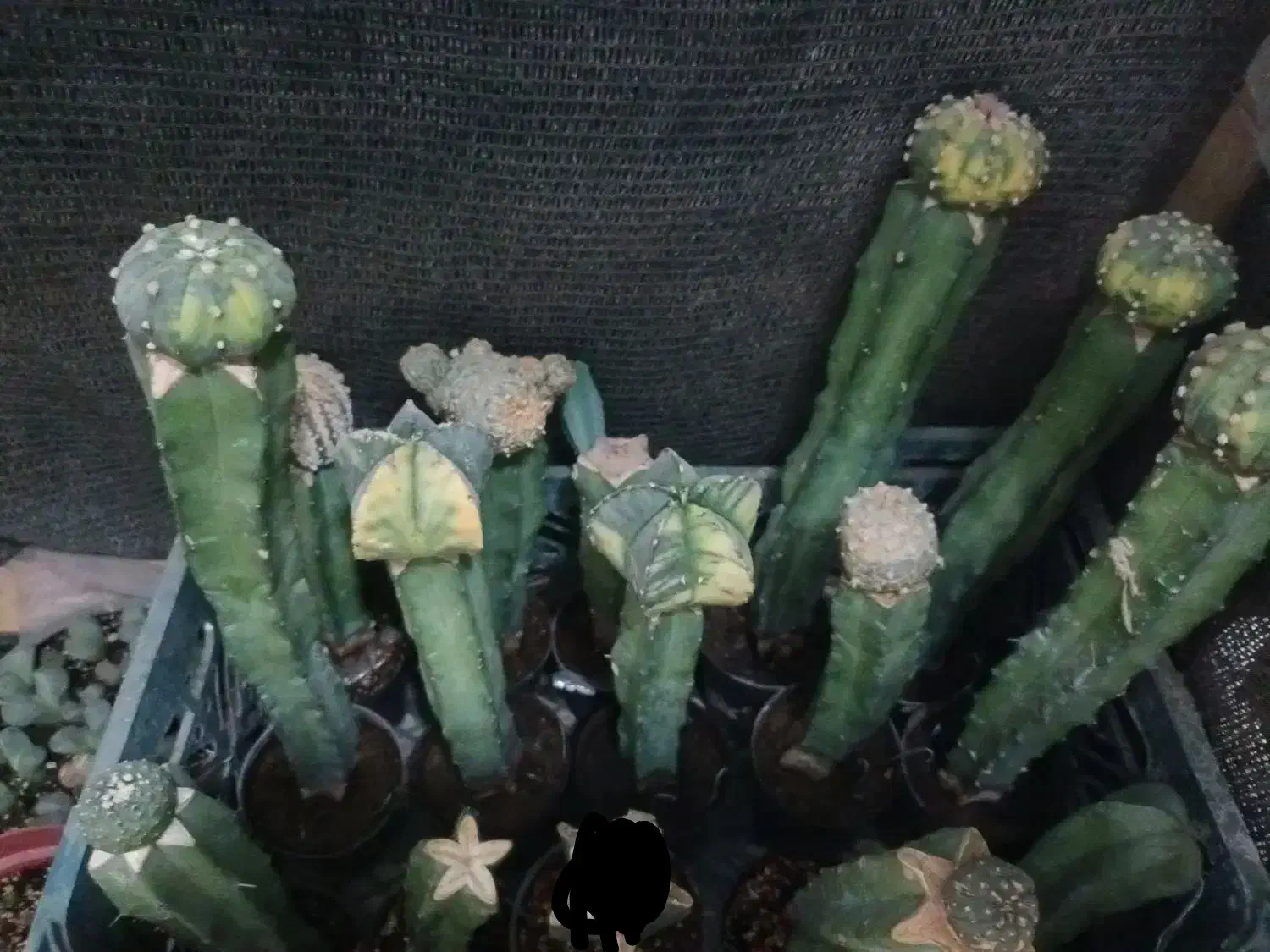 گل گیاه کاکتوس|گل و گیاه طبیعی|قم, پردیسان|دیوار