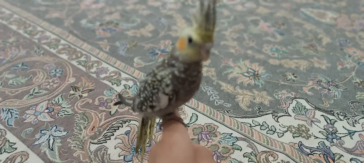 عروس هلندی|پرنده|جیرفت, |دیوار