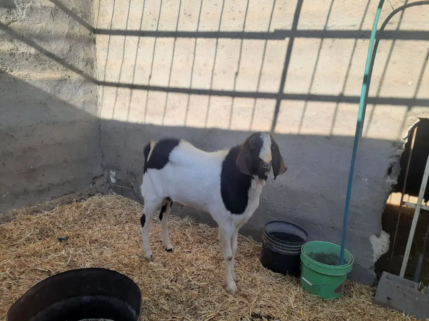 فروش بزغاله نر|حیوانات مزرعه|بادرود, |دیوار