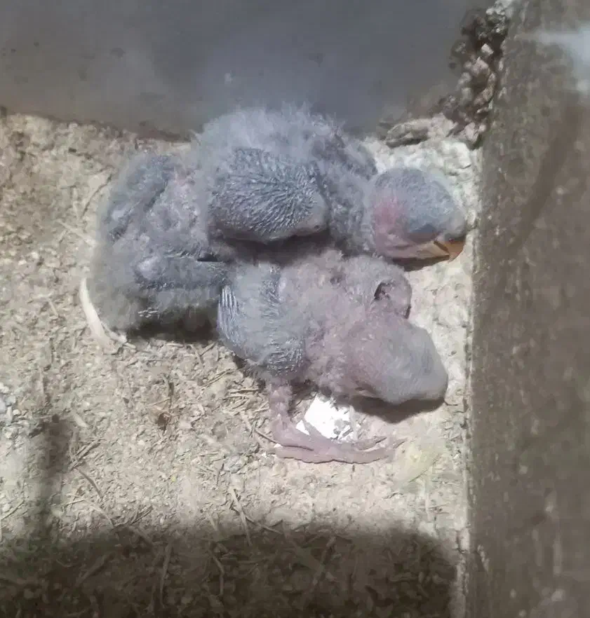 یک جفت طوطی برزیلی رخ هلوئی(دم کاربنی)|پرنده|کرمانشاه, |دیوار