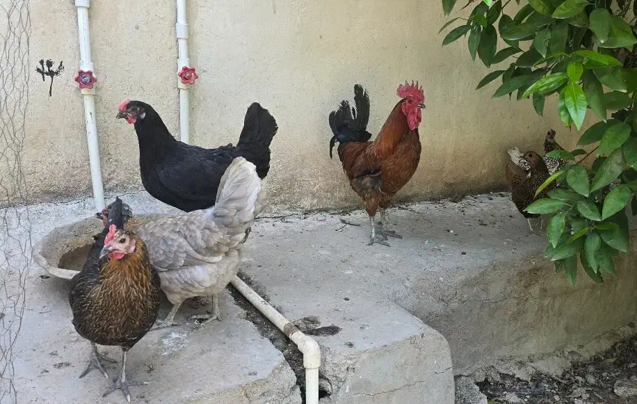 تخم مرغ نظفه دار گلین و محلی|حیوانات مزرعه|دزفول, |دیوار