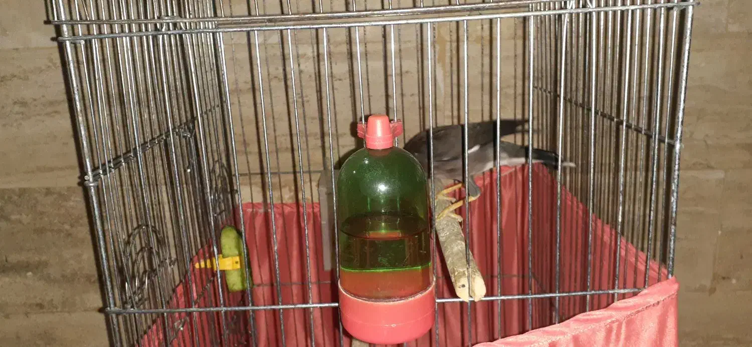 یک عدد مرغ مینا ۸ماهه باقفس|پرنده|کرج, مهرویلا جنوبی|دیوار