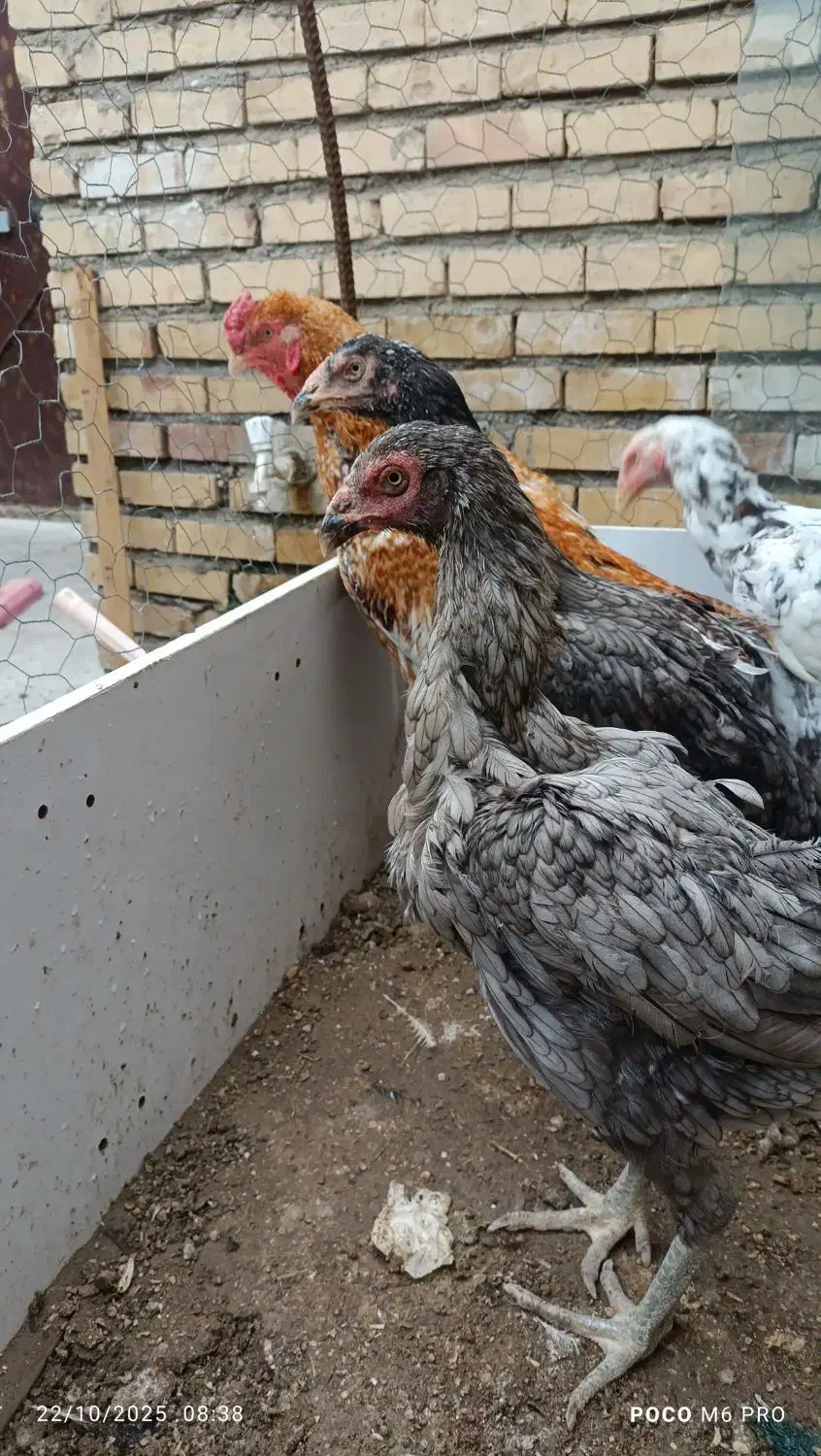مرغ و خروس جوجه لاری فروشی|حیوانات مزرعه|گنبد کاووس, |دیوار