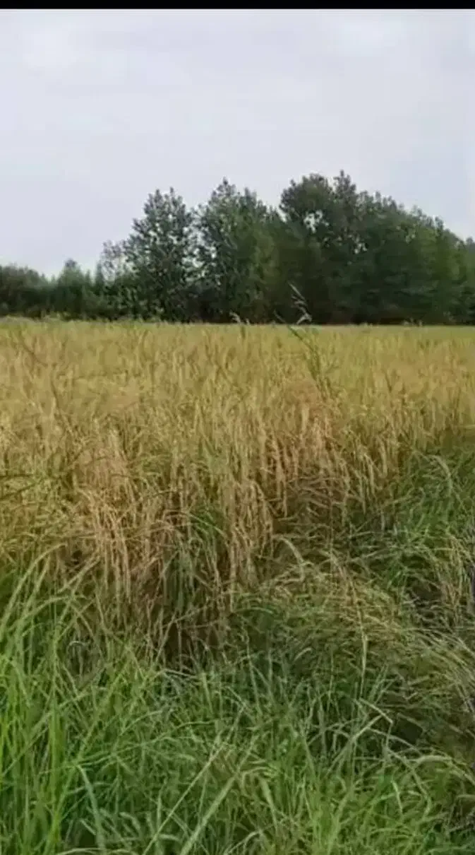 برنج هاشمی درجه یک|خوردنی و آشامیدنی|تهران, ارامنه|دیوار