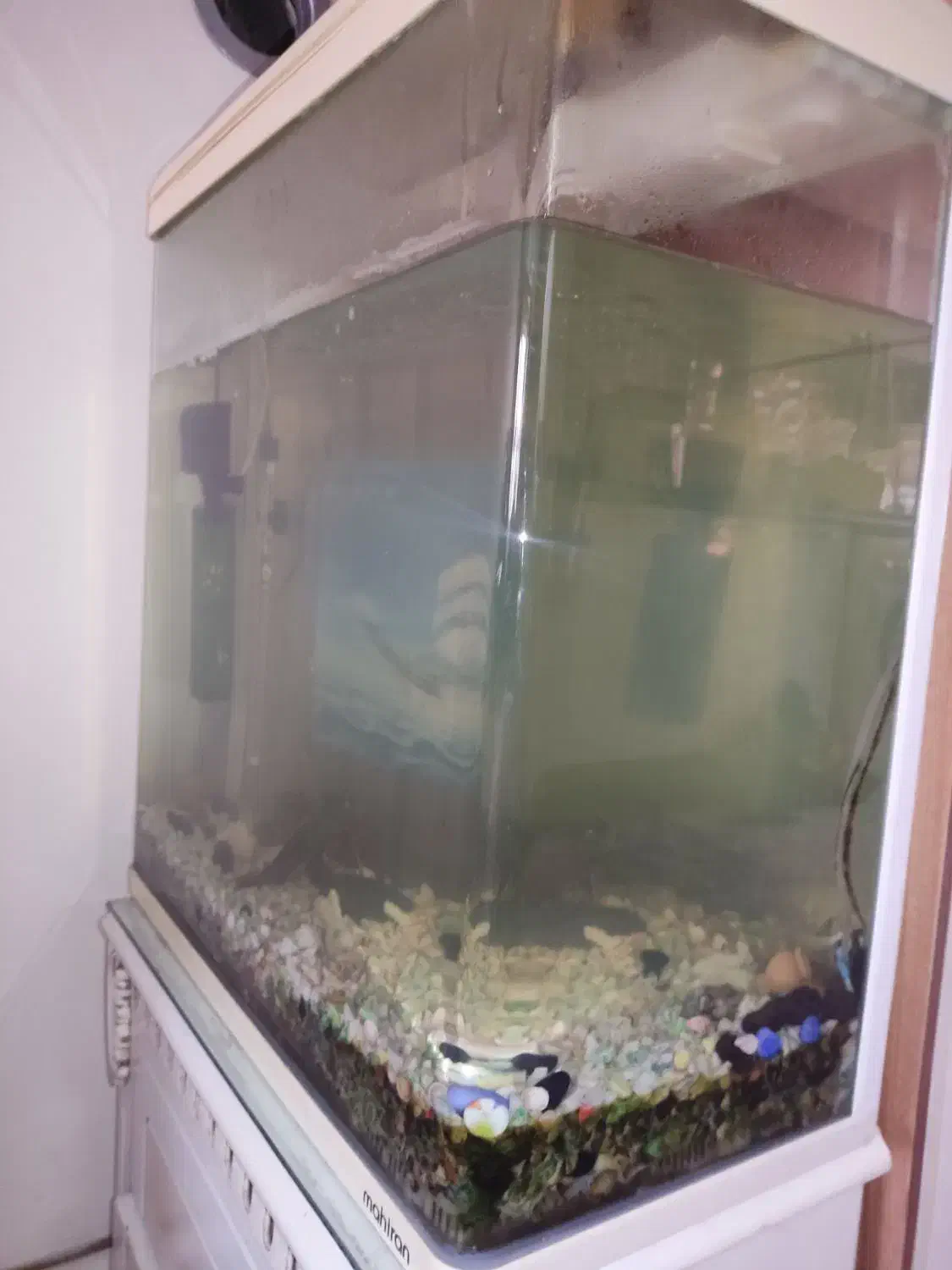 آکواریوم|ماهی|تبریز, |دیوار