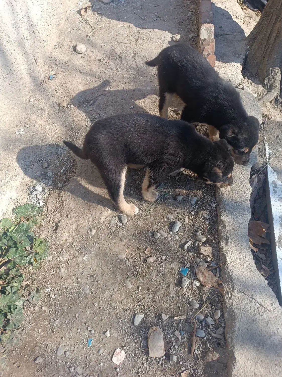 ژرمن نر و ماده|سگ|شهریار, شهریار|دیوار