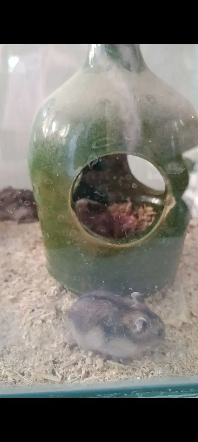 فروش همستر|موش و خرگوش|نورآباد, |دیوار