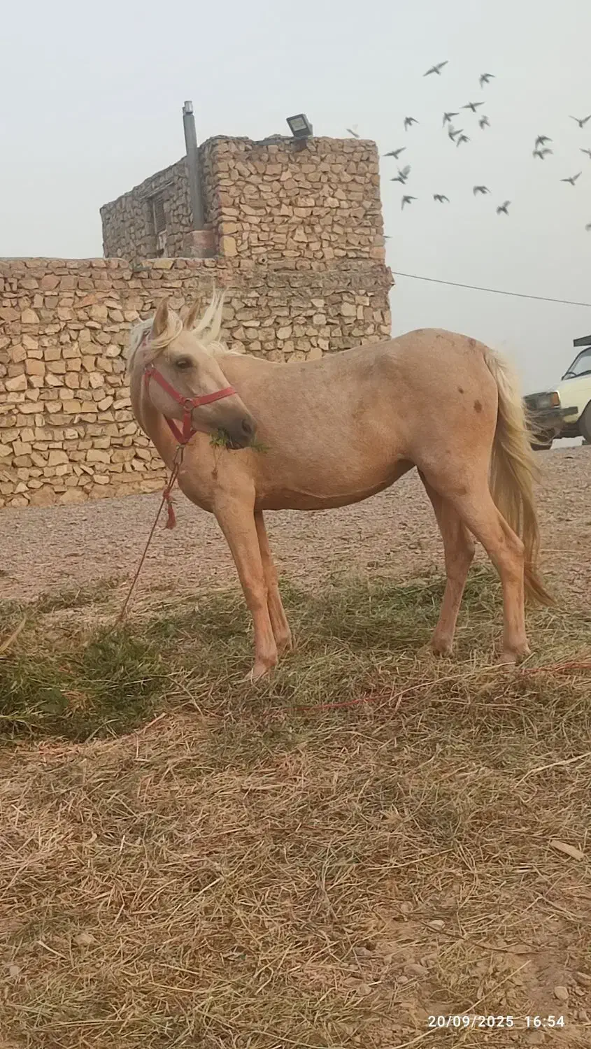 مادیون ۴ ب ۵|اسب و تجهیزات اسب‌سواری|درگز, |دیوار