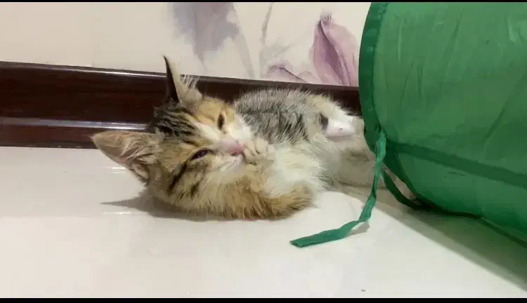 واگذاری بچه گربه|گربه|کرمان, |دیوار