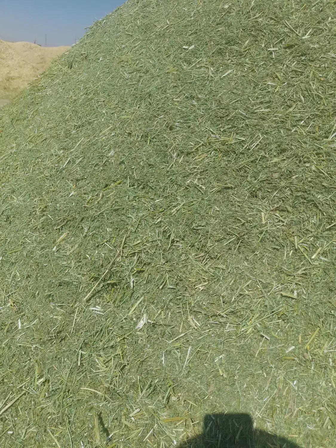 یونجه|خدمات باغبانی و درختکاری|دهگلان, |دیوار