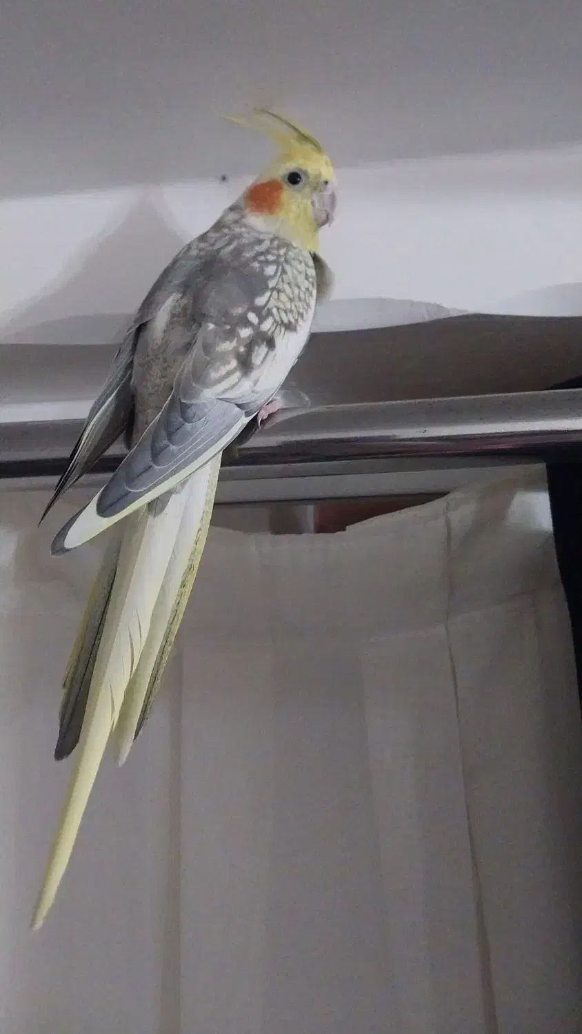 عروس هلندی نر|پرنده|فومن, |دیوار