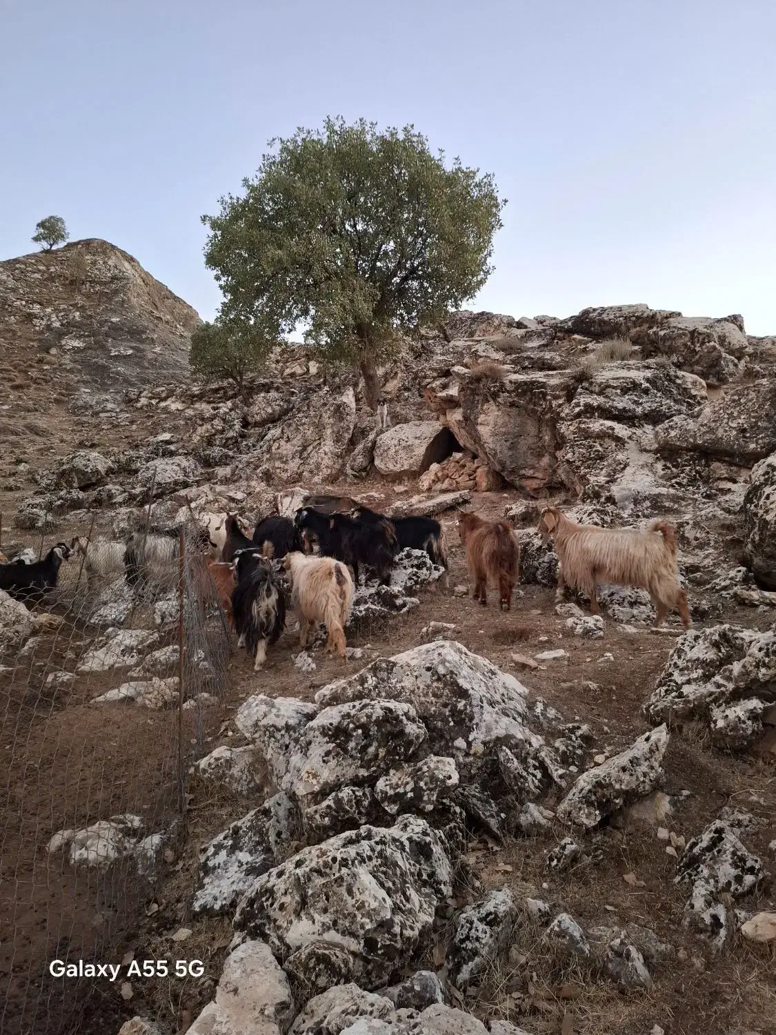 سلام ۲۰ راس بز آبستن جوان|حیوانات مزرعه|زرین آباد, |دیوار