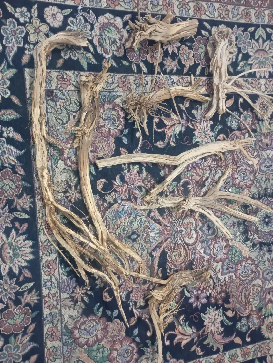 چوب آکواریوم|ماهی|کرمان, |دیوار