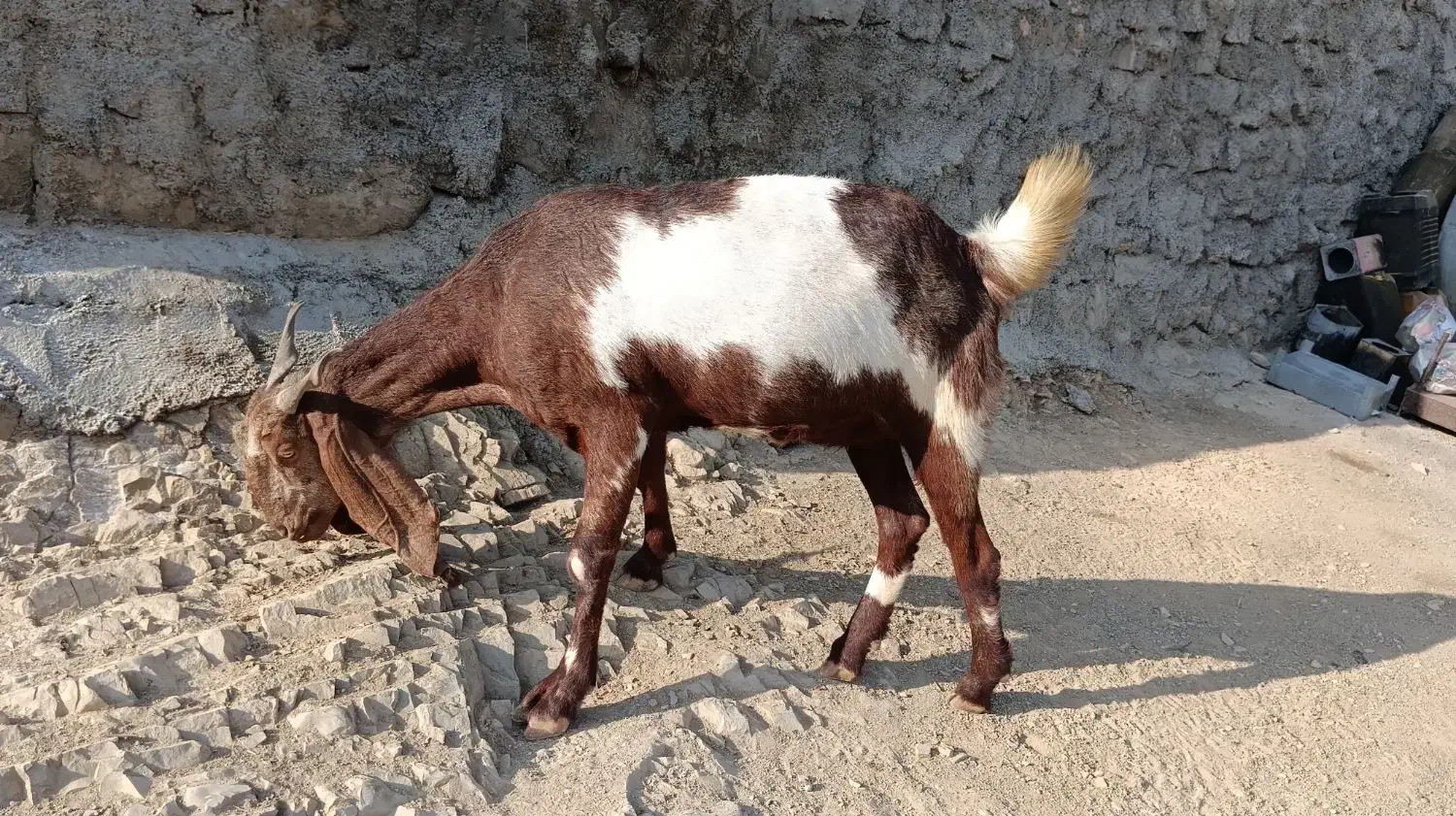 بز نژاد افغان|حیوانات مزرعه|ویسیان, |دیوار