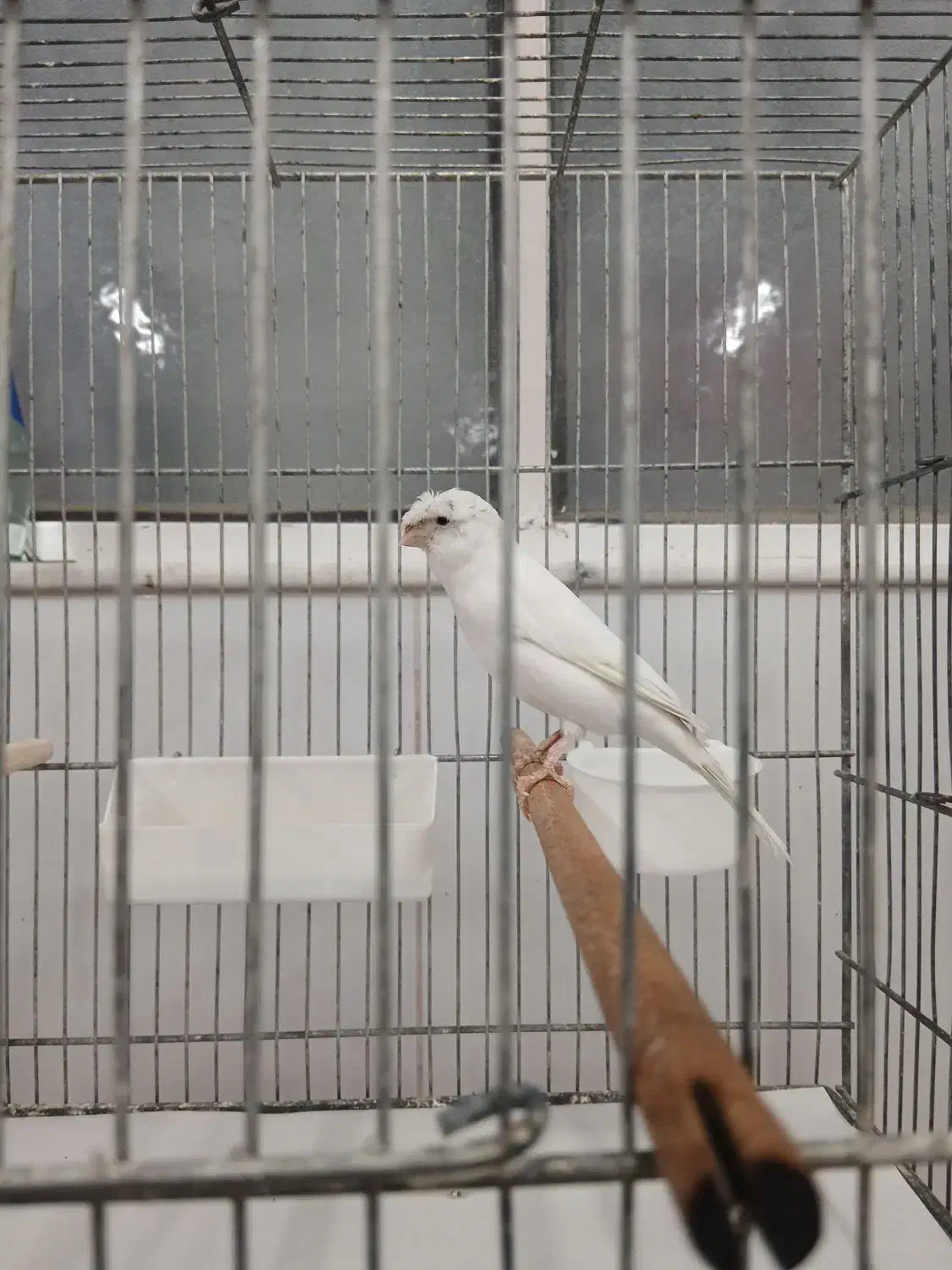 قناری‌سوپر|پرنده|قم, وادی السلام|دیوار