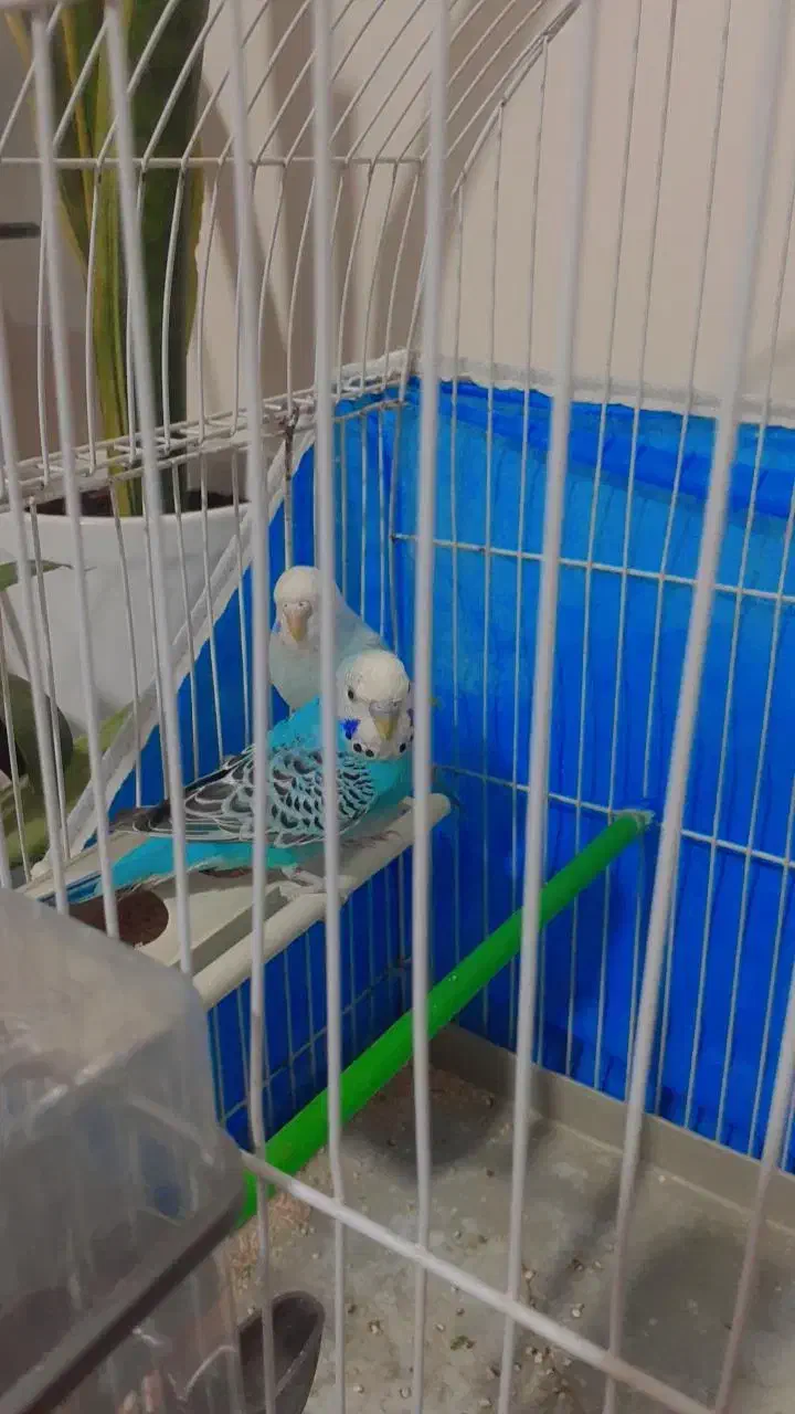 مرغ عشق|پرنده|بندر امام خمینی, |دیوار