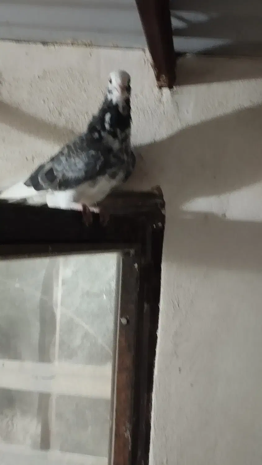 فروش کبوتر|پرنده|نوشهر, |دیوار