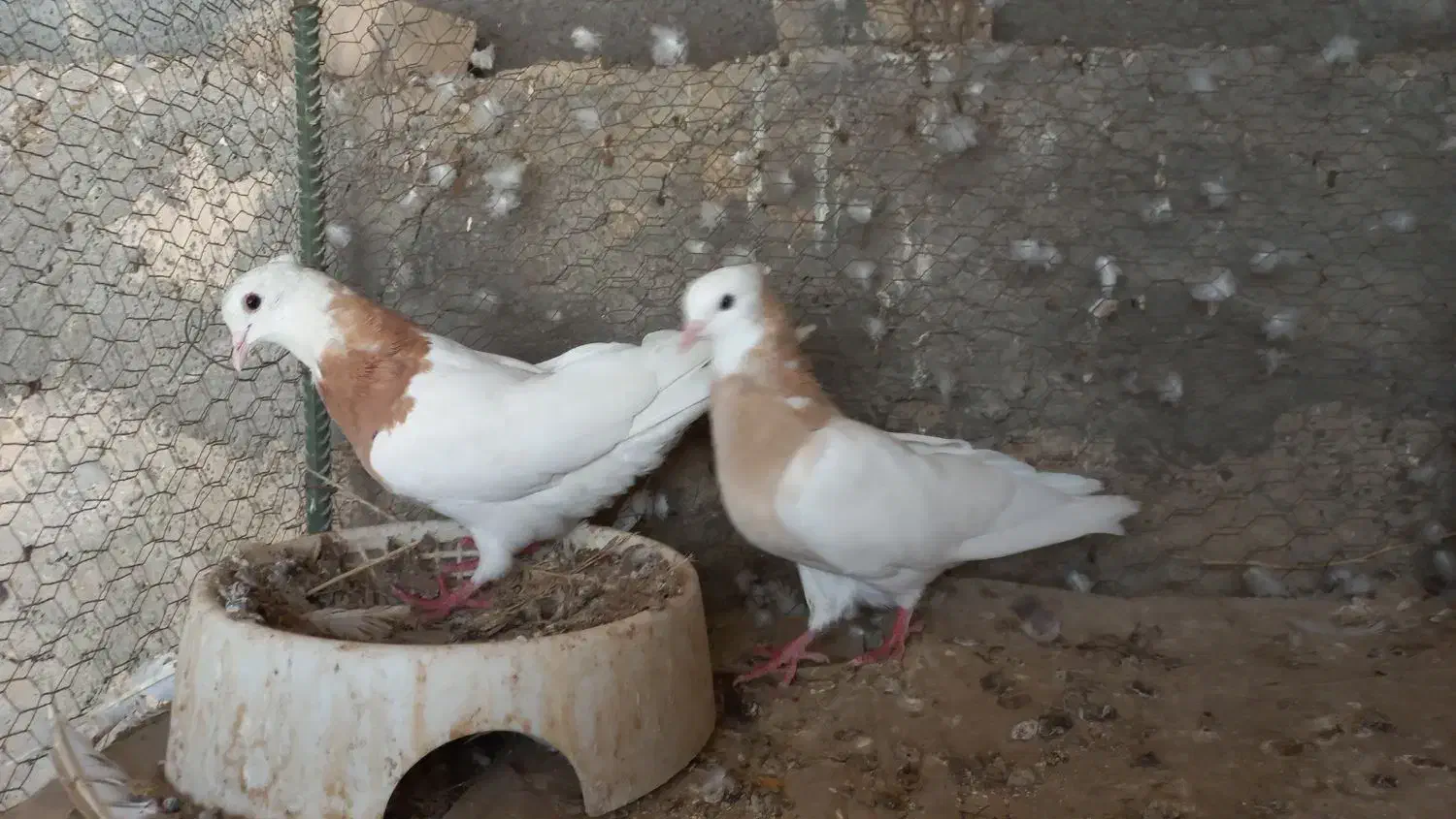 ۲ جفت کبوتر جهت معاوضه با سربری|پرنده|لامرد, |دیوار