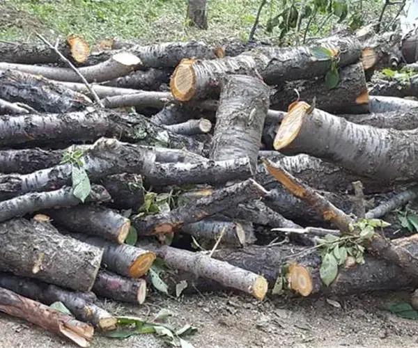 خریدار انواع چوب به صورت نقدی|خدمات باغبانی و درختکاری|بندر انزلی, شهر صنعتی انزلی|دیوار