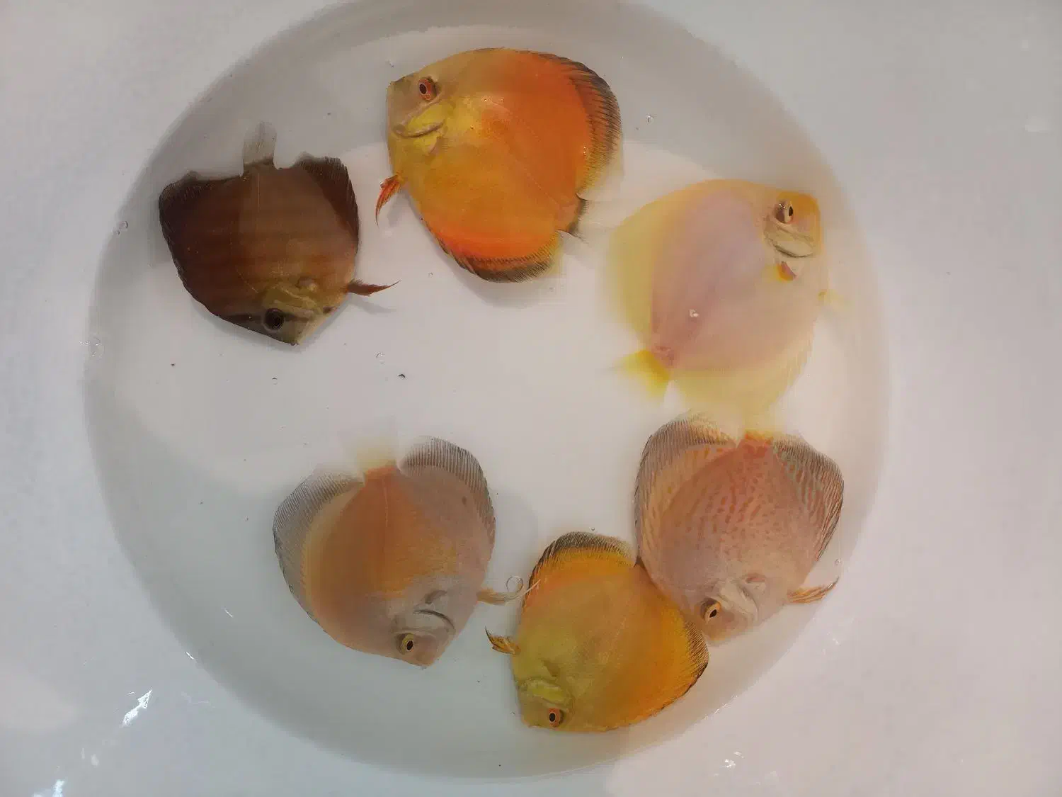 سالن ماهی دیسکس نیشابور افتتاح شد|ماهی|نیشابور, شهرک بسیج|دیوار