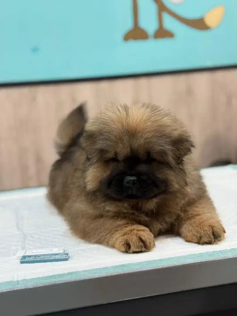 سگ چاو چاو|سگ|تهران, اختیاریه|دیوار