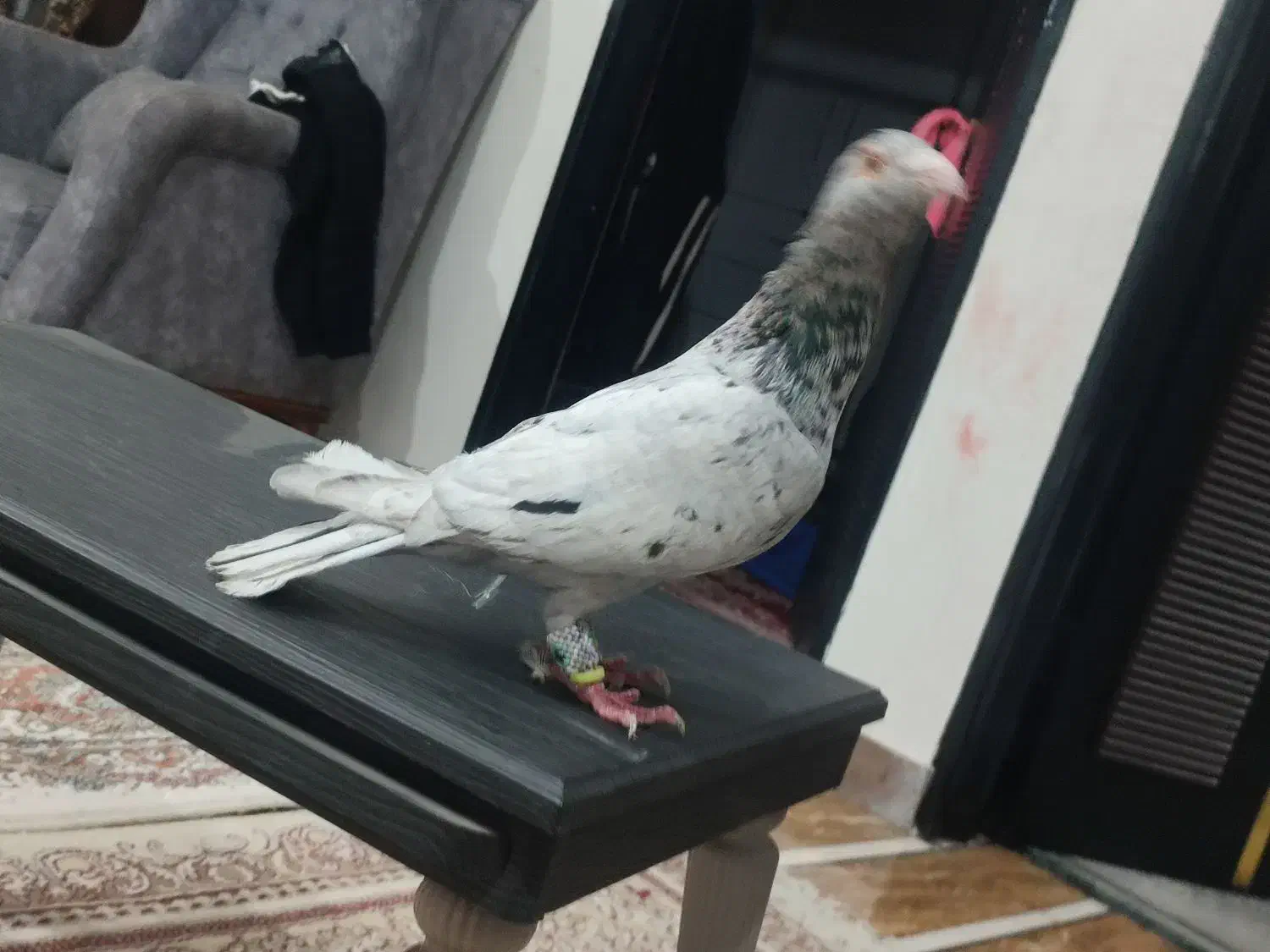 سار نر|پرنده|آشخانه, |دیوار