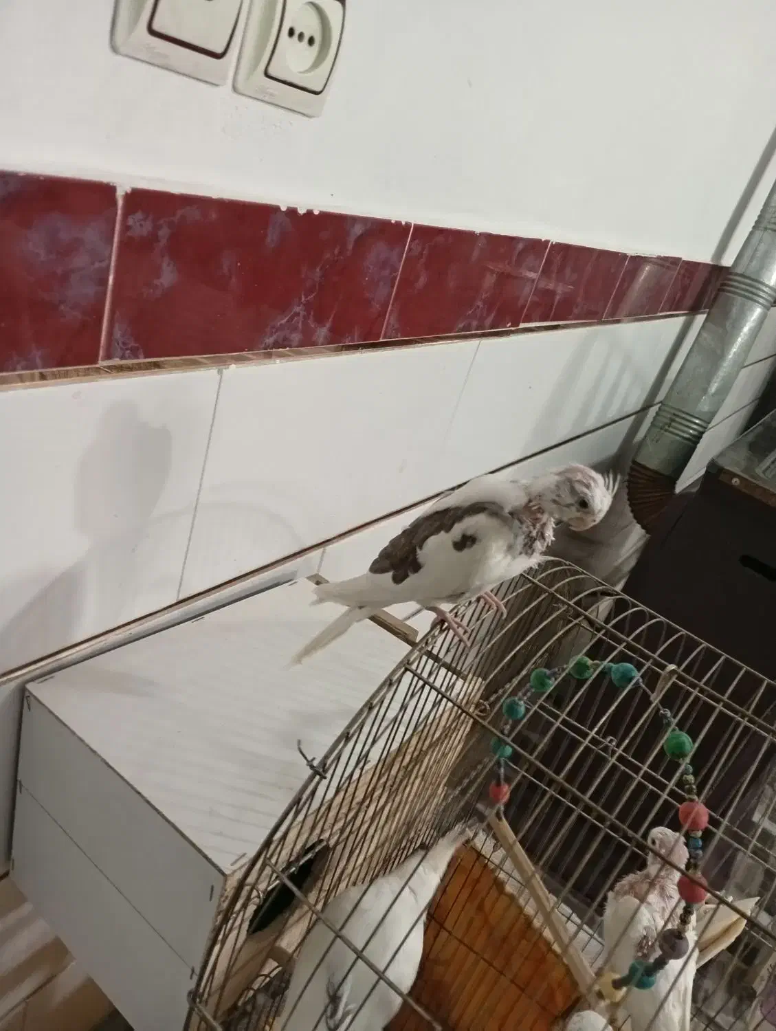 عروس هلندی المینو دوماه|پرنده|نظرآباد, رسالت|دیوار