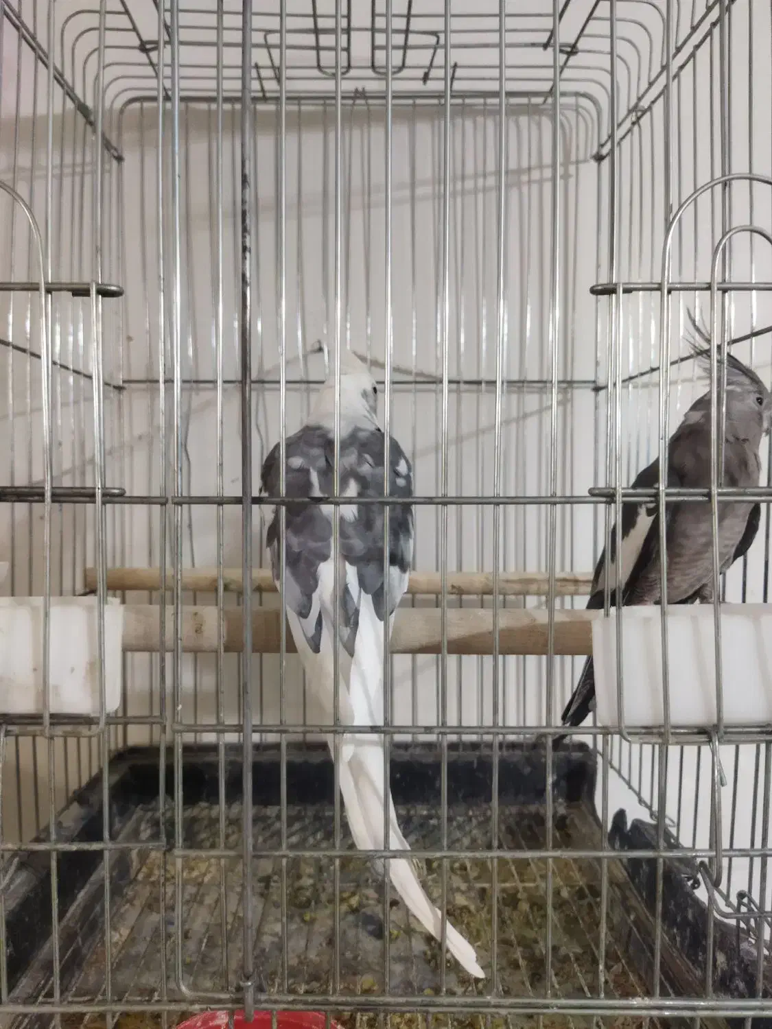 طوطی عروس البینو|پرنده|نظرآباد, نظرآباد|دیوار