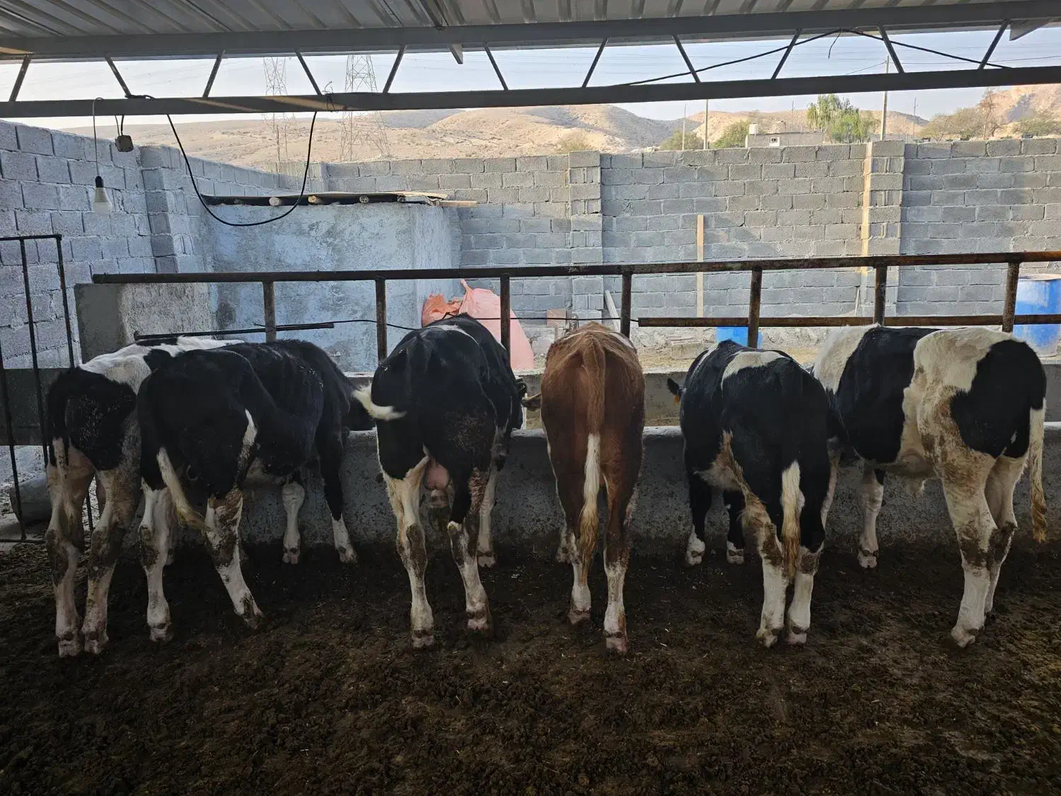 6گوساله نر سیمینتال اصل|حیوانات مزرعه|لامرد, |دیوار