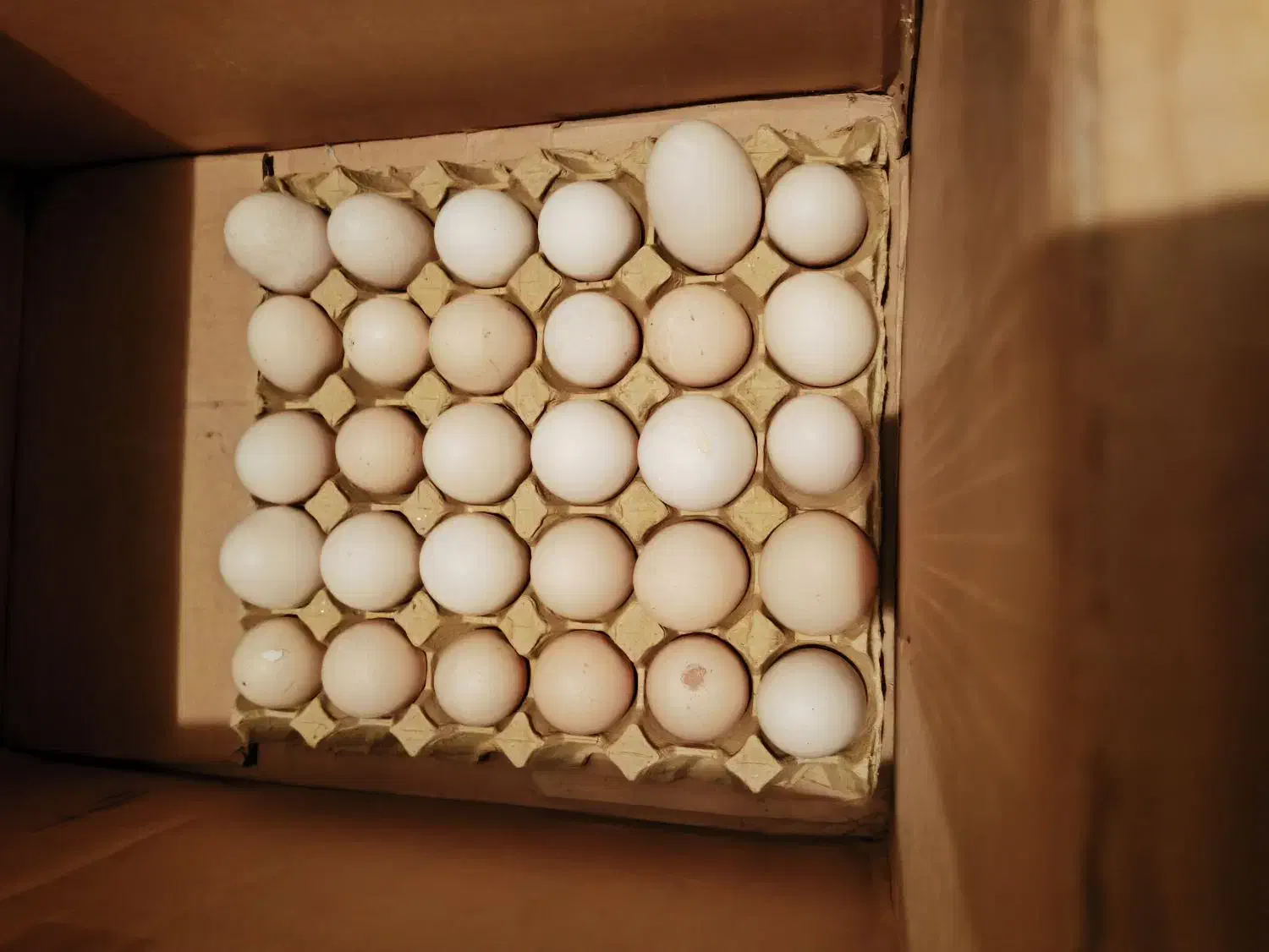 تخم مرغ رسمی نژاد آرین|عمدهفروشی|تهران, شهرک آزمایش|دیوار