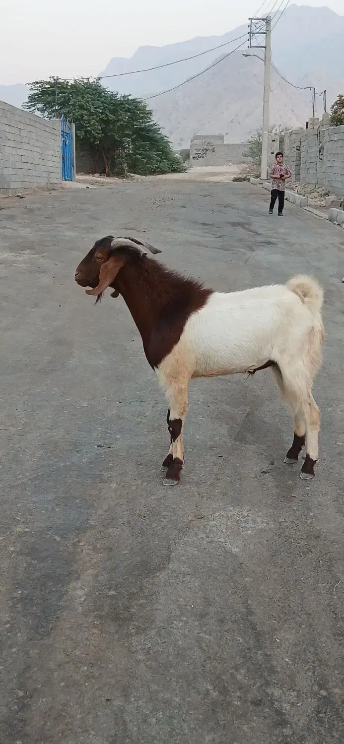 فروش پازن و کهره نر|حیوانات مزرعه|برازجان, |دیوار