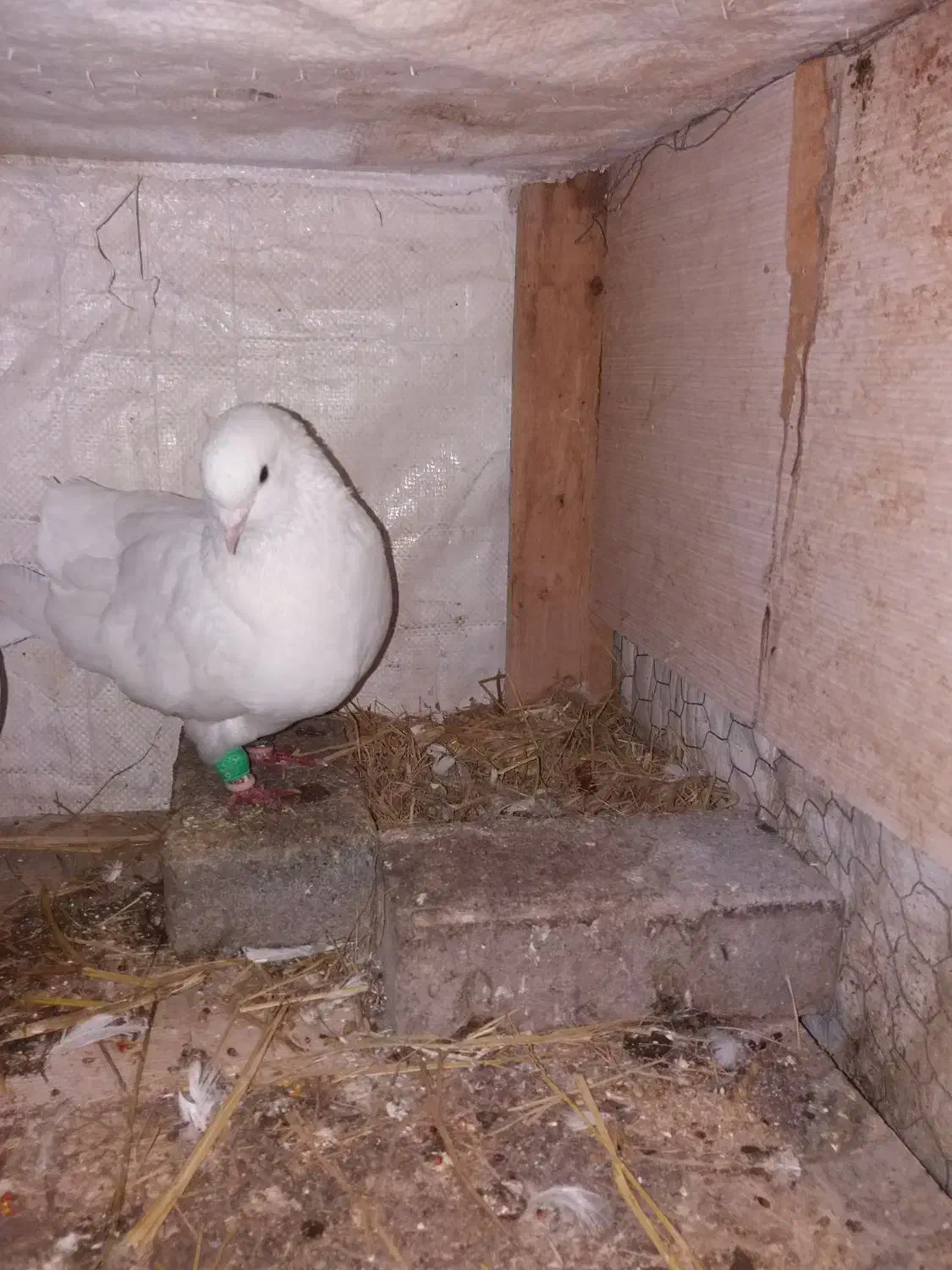 کبوتر دم چتری نر بالغ|پرنده|گلبهار, شهر جدید گلبهار|دیوار