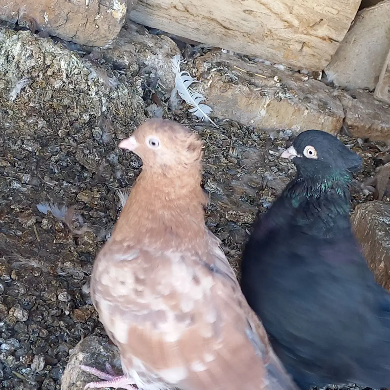 تعدادی سرخ و قیل|پرنده|شهرضا, |دیوار