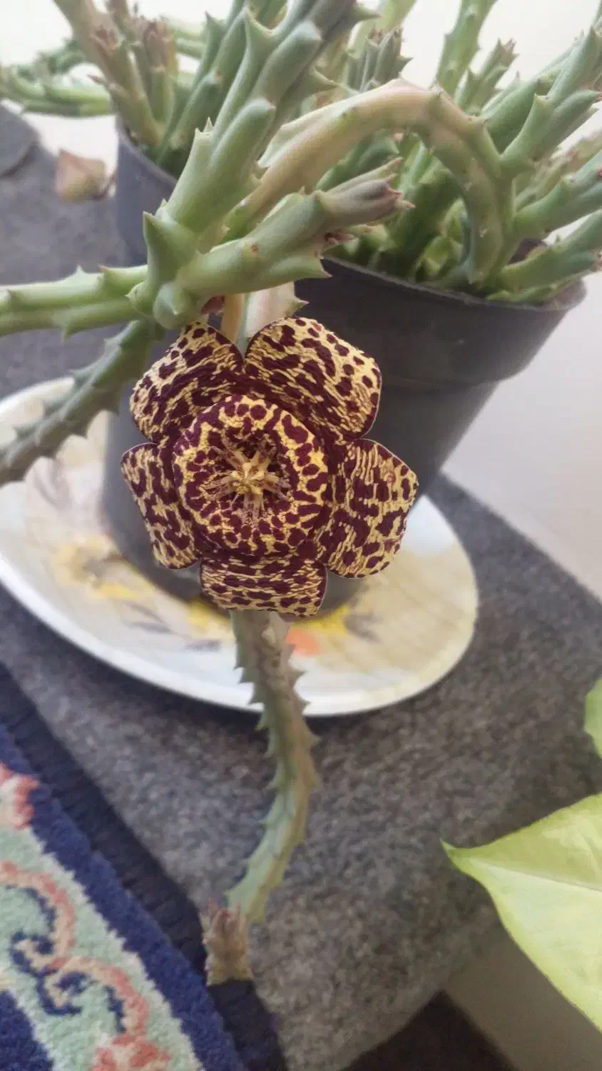 گل ستاره دریایی و گل صخره ای|گل و گیاه طبیعی|آذرشهر, |دیوار