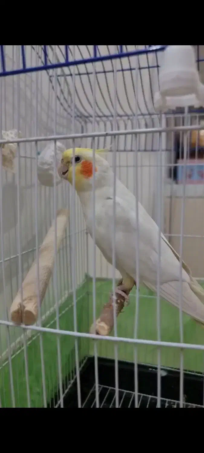 عروس هلندی سخنگو|پرنده|تهران, شهرک فردوس (حسینی)|دیوار