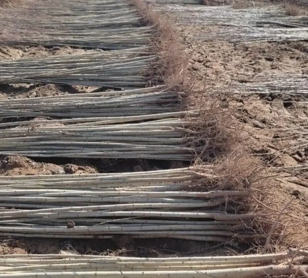 نهالستان گردو صنوبر و بادام و کبوده در نهااستان|خدمات باغبانی و درختکاری|میانه, |دیوار