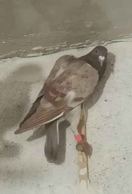 طاووسی|پرنده|تربت‌حیدریه, حیدرآباد|دیوار