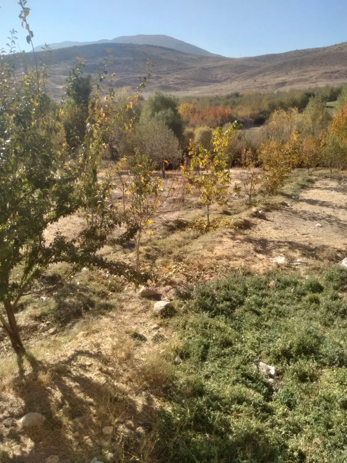 فروش پونصد متر زمین فروشی|فروش زمین و ملک کلنگی|چیتاب, |دیوار